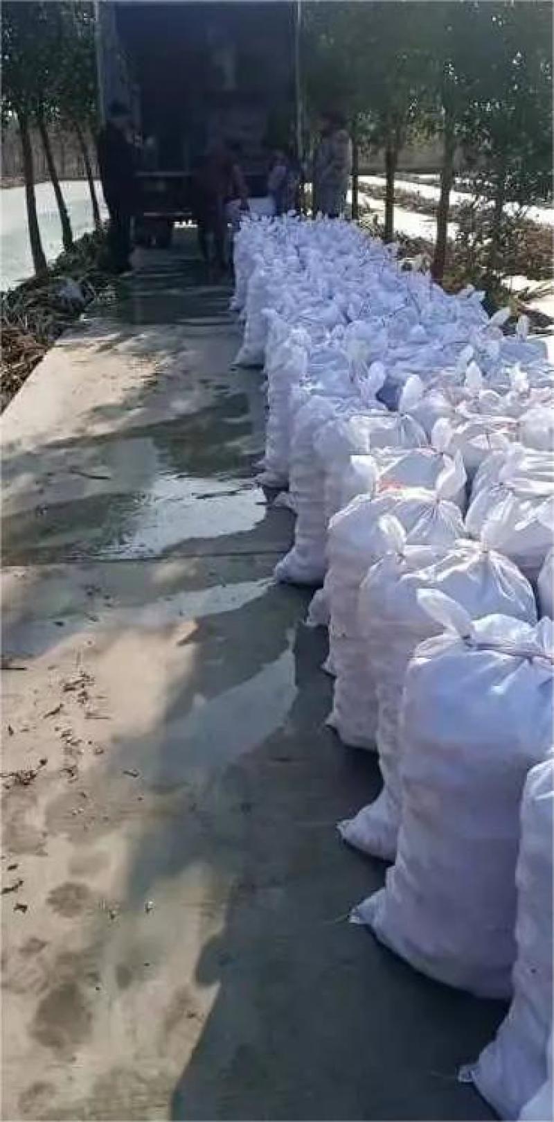宝应纯白《大茨菇》大量上市，欢迎全国客商来产地批发！