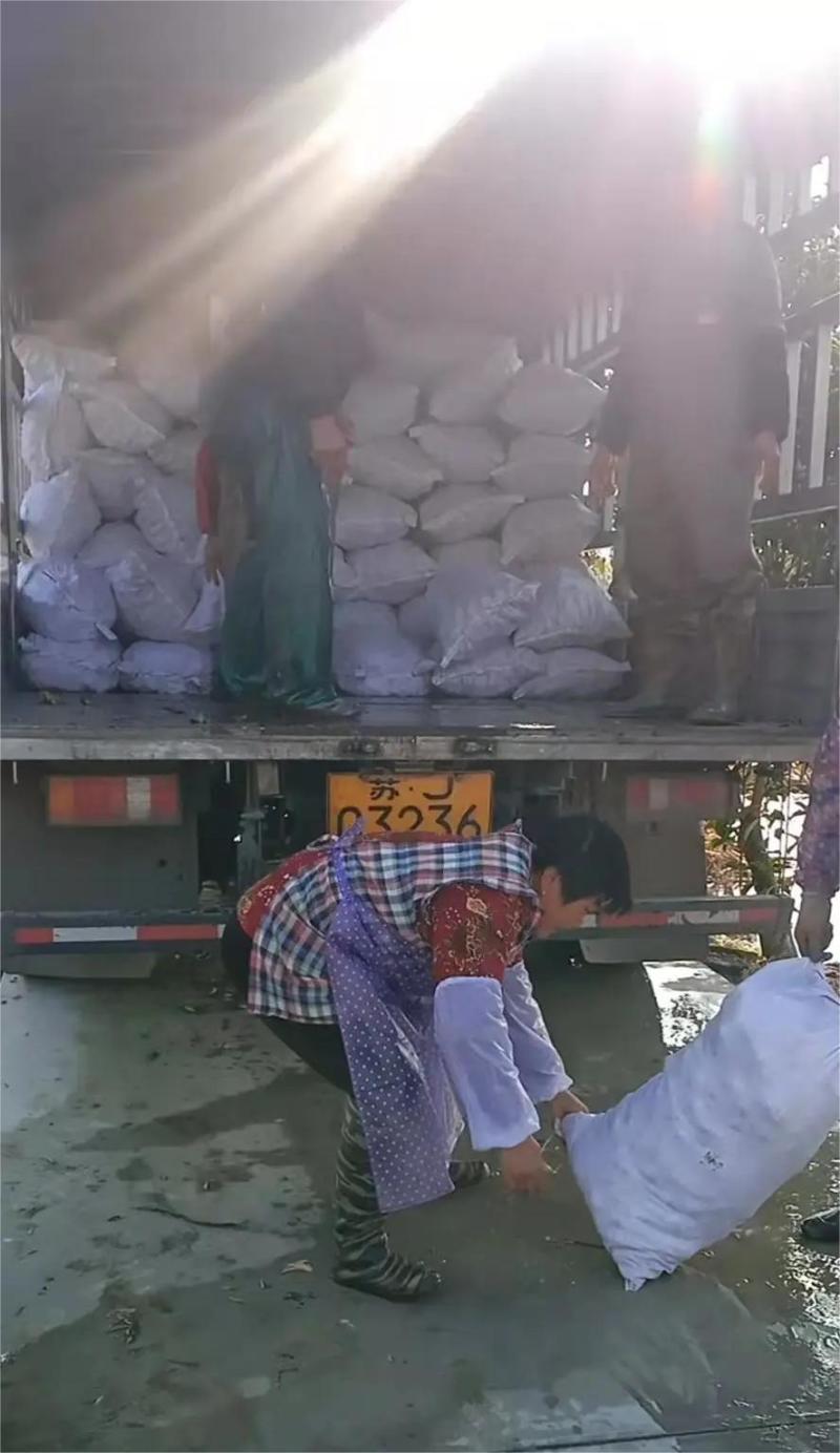 宝应纯白《大茨菇》大量上市，欢迎全国客商来产地批发！