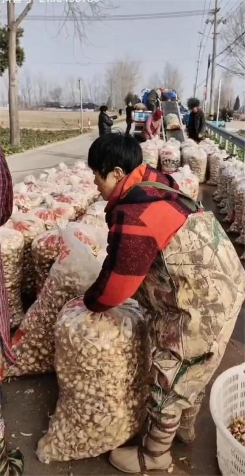 宝应纯白《大茨菇》大量上市，欢迎全国客商来产地批发！