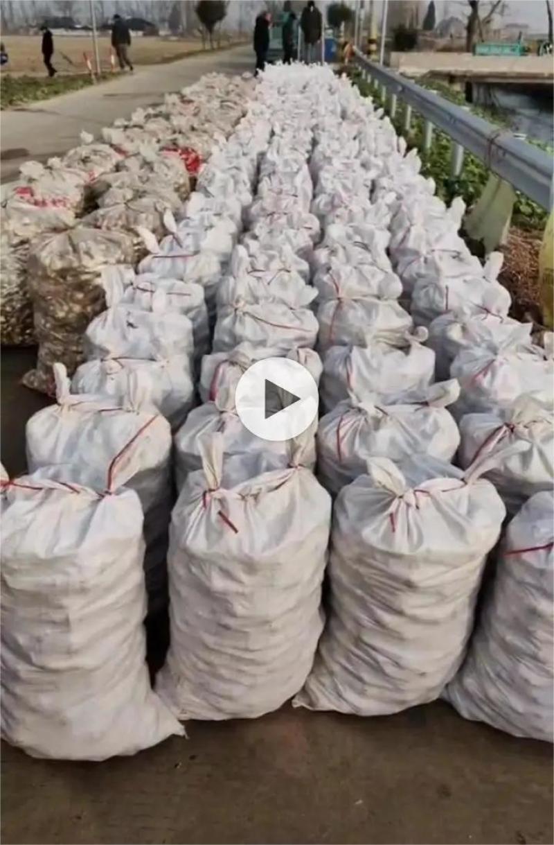 宝应纯白《大茨菇》大量上市，欢迎全国客商来产地批发！
