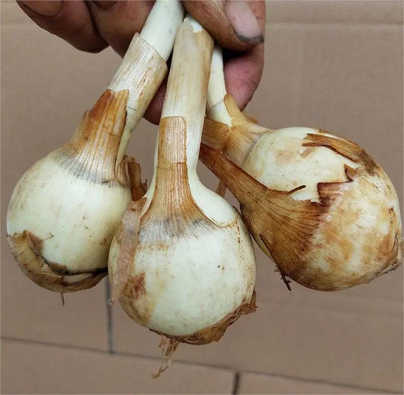 宝应纯白《大茨菇》大量上市，欢迎全国客商来产地批发！