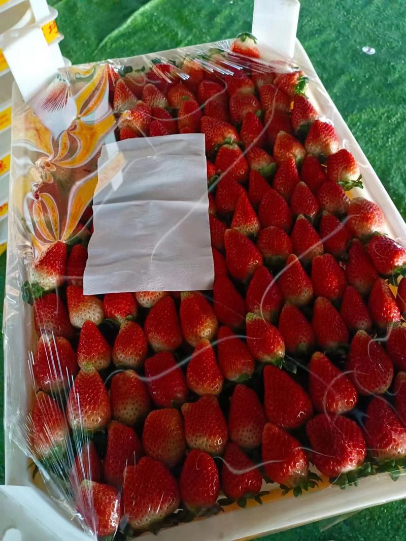 奶油草莓美味可口，品种好，口感好，精品草莓对接全国市场