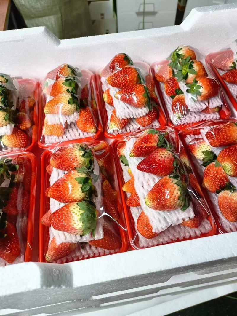 奶油草莓美味可口，品种好，口感好，精品草莓对接全国市场