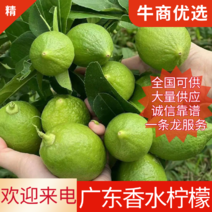 【精品热销】广东香水柠檬，产地直发，无籽香水柠檬欢迎来电