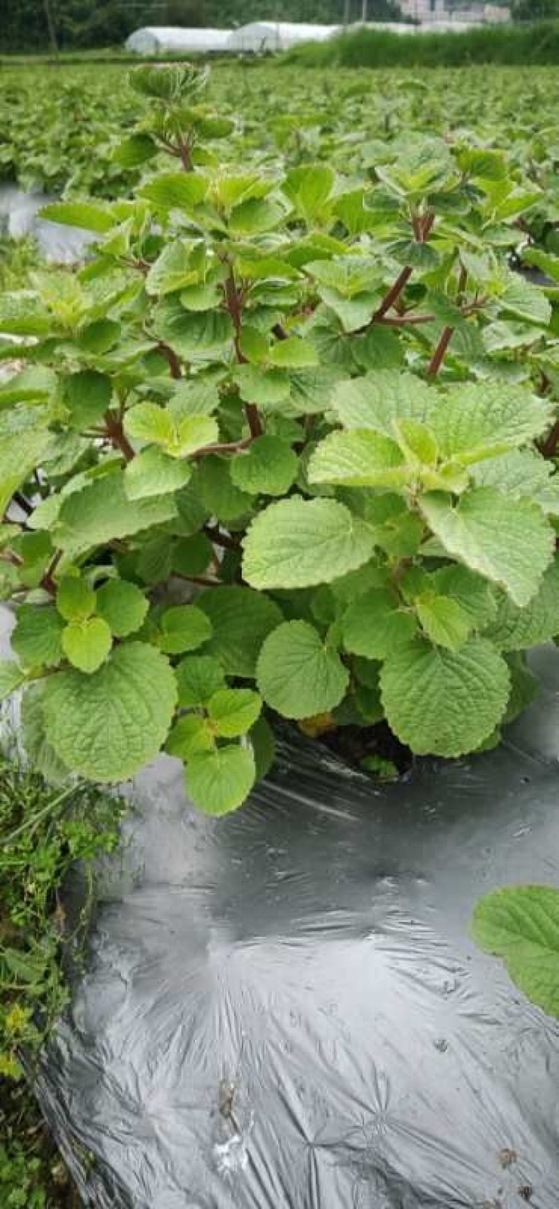 福建香排草自然晒干原色原味新货产地直发品质保证量大优惠