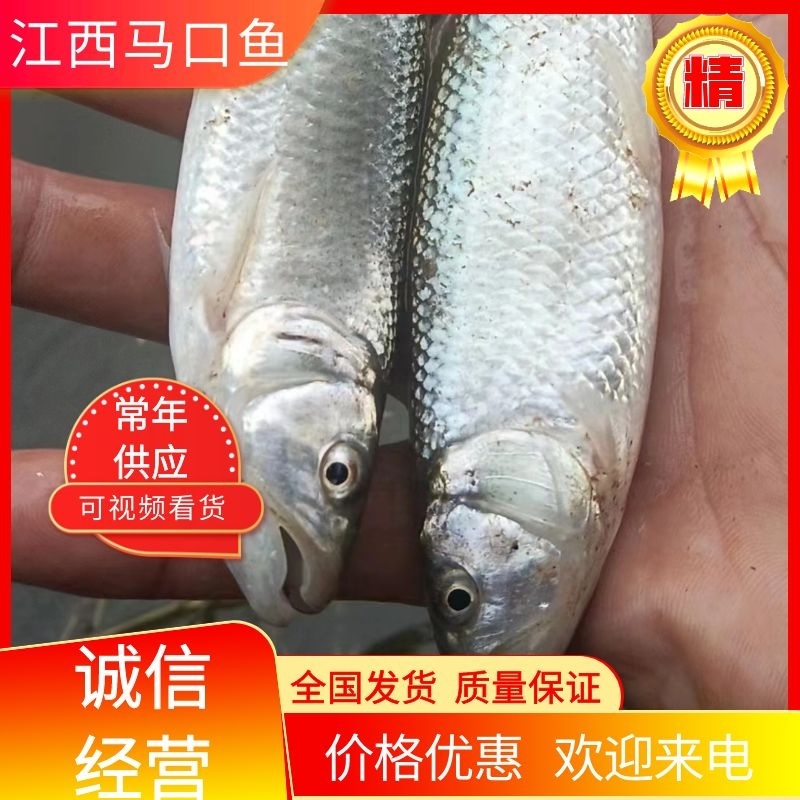 江西马口鱼成品基地一手货源对接大型批发商欢迎来电咨询