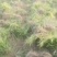 麦冬草丹麦草种植基地基地直发量大从优成欢迎来电