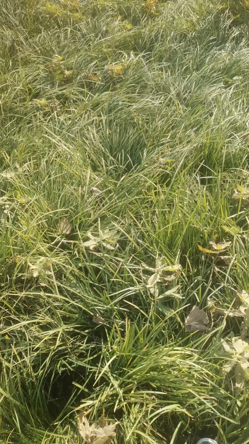 麦冬草丹麦草种植基地基地直发量大从优成欢迎来电