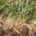 麦冬草丹麦草种植基地基地直发量大从优成欢迎来电