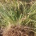 麦冬草丹麦草种植基地基地直发量大从优成欢迎来电