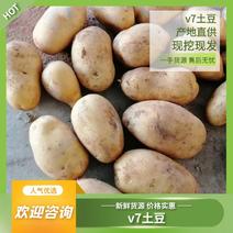 【精品】河南V7土豆，货源充足，代收，欢迎来电