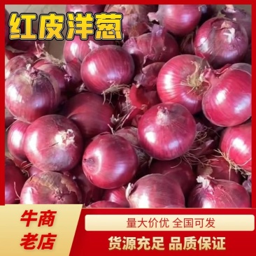 【精品】河南通许红皮洋葱，代收代发，欢迎来电咨询