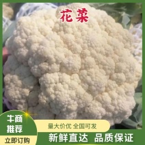 精品花菜菜花电商市场团购全国发货欢迎咨询