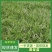 麦冬草丹麦草种植基地基地直发量大从优成欢迎来电