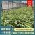 【实力供货】紫花三叉白芨驯化苗品种齐全售后保障精品培育