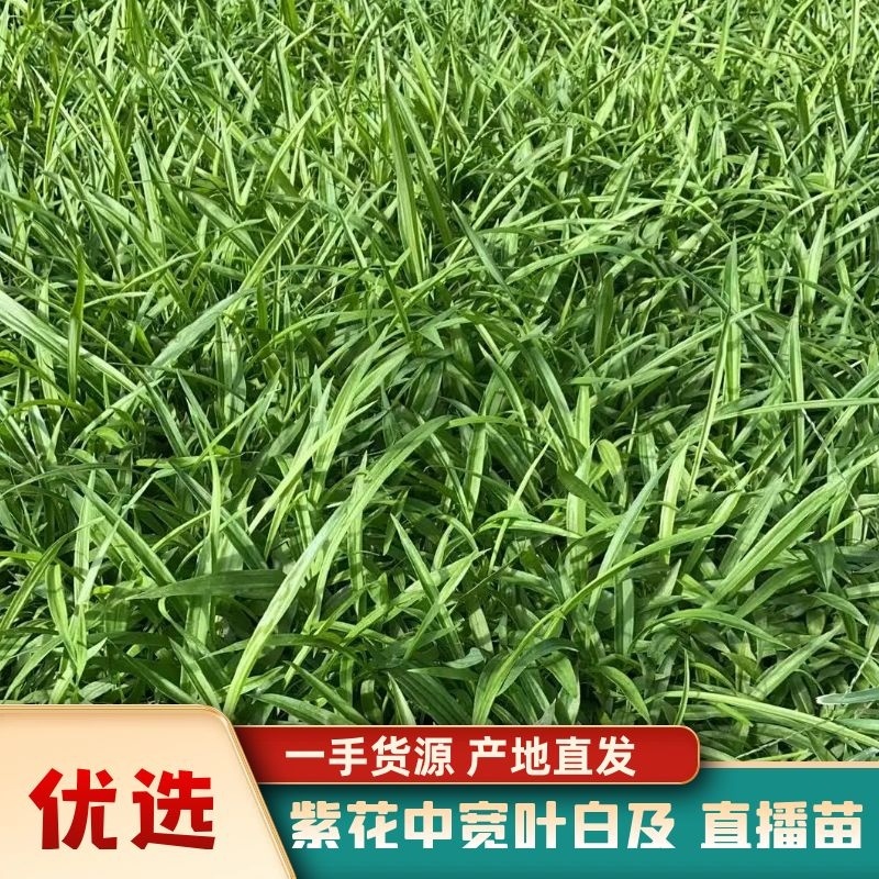 【实力供货】精品白芨种苗量大从优技术指导批发走量