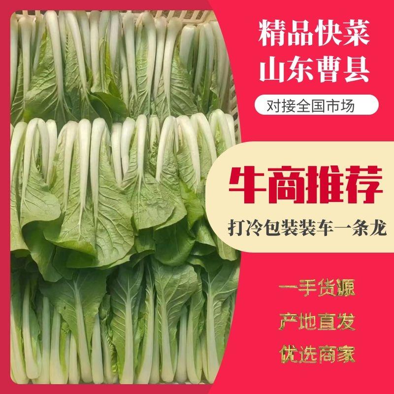 山东曹县快菜奶白菜产地直发代收代发视频看货全国发货质量保证