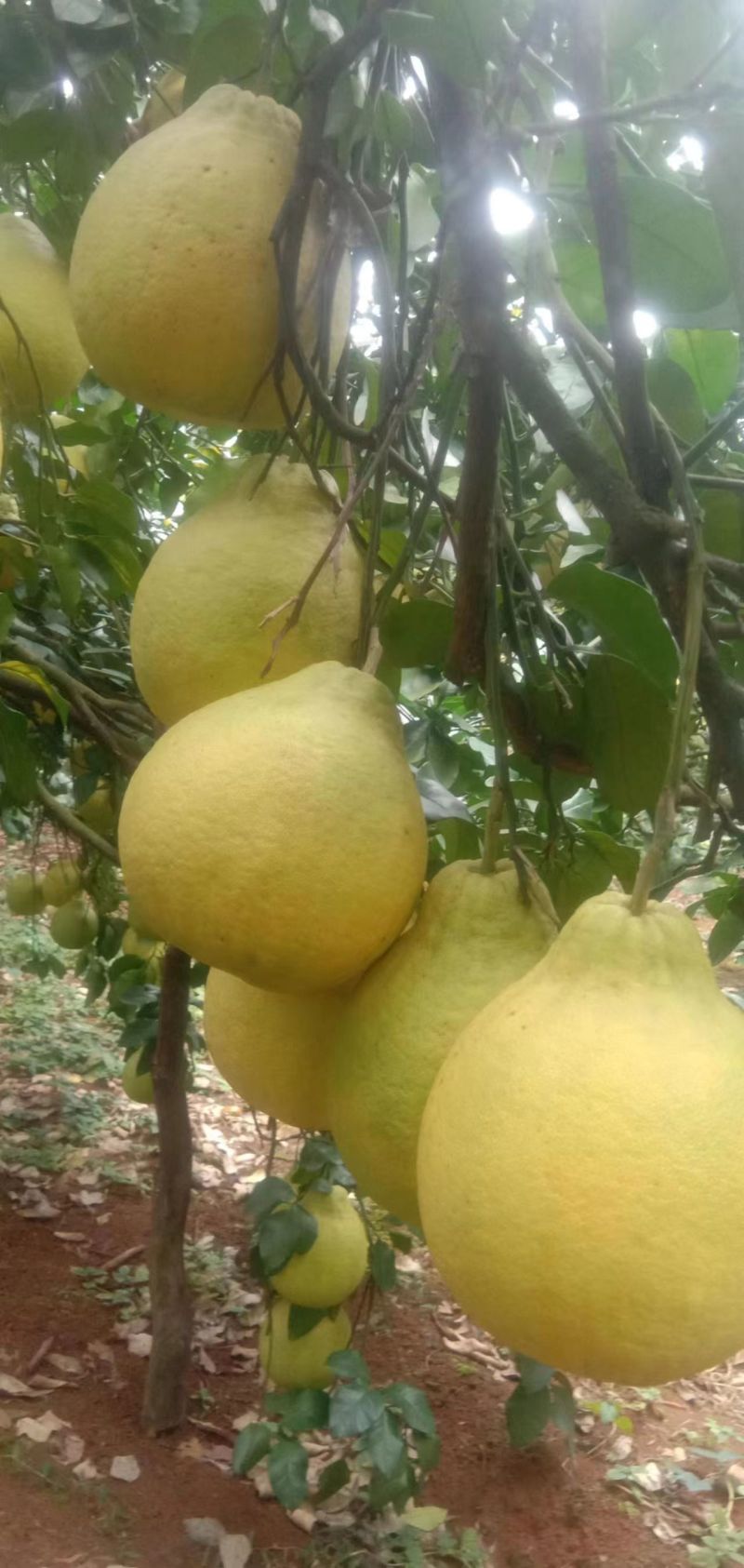 江永香柚甜蜜多汁种植基地量大从优欢迎各位老板来电