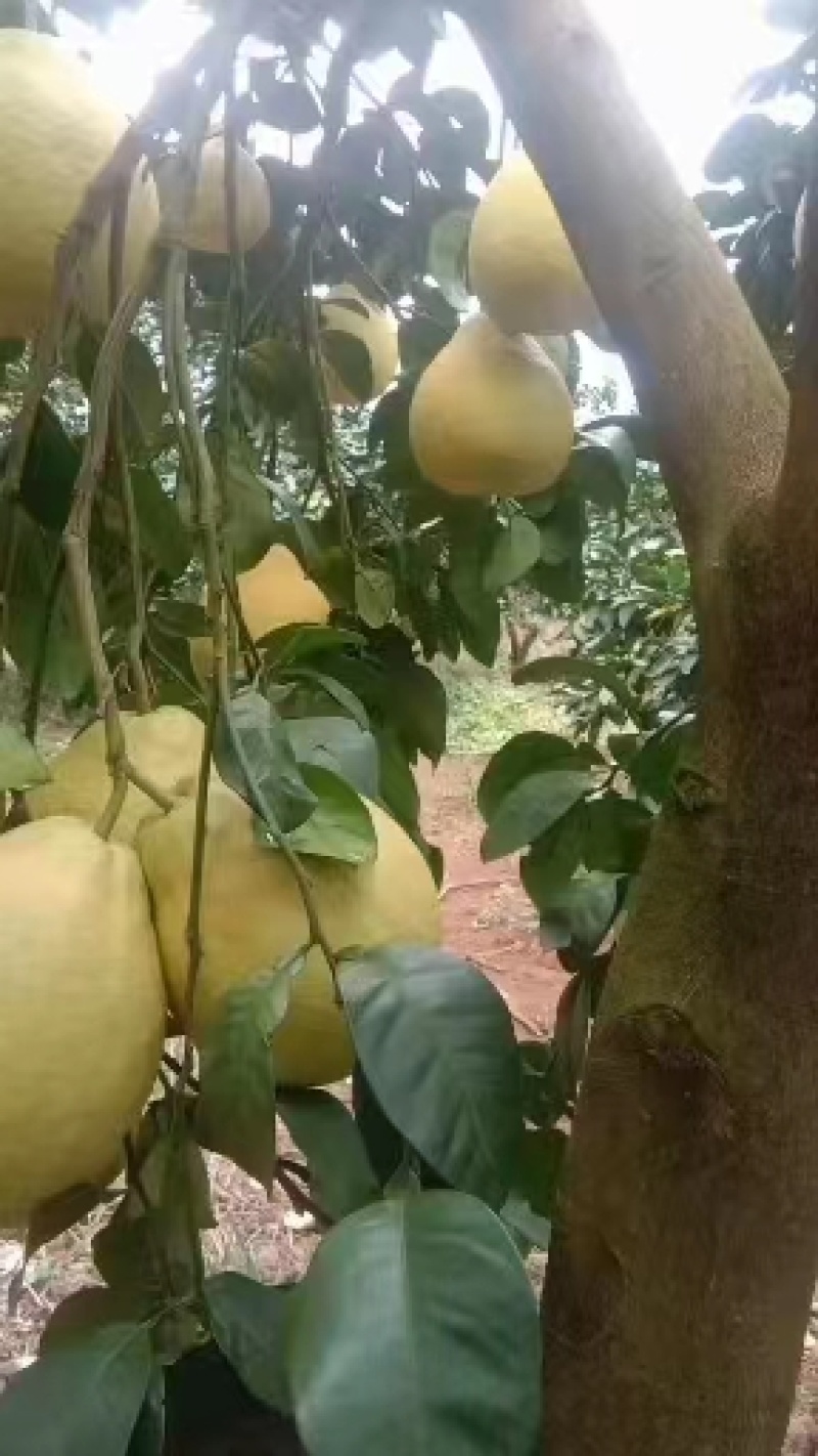 江永香柚甜蜜多汁种植基地量大从优欢迎各位老板来电