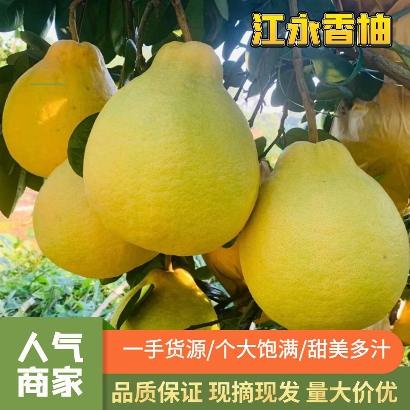 江永香柚甜蜜多汁种植基地量大从优欢迎各位老板来电