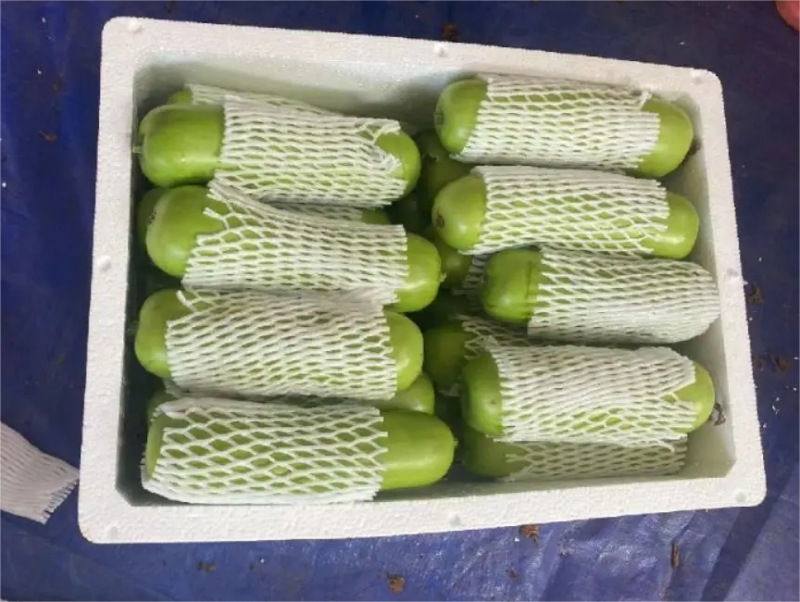 蒲瓜广东徐闻县精品蒲瓜一手货源产地直发欢迎电联