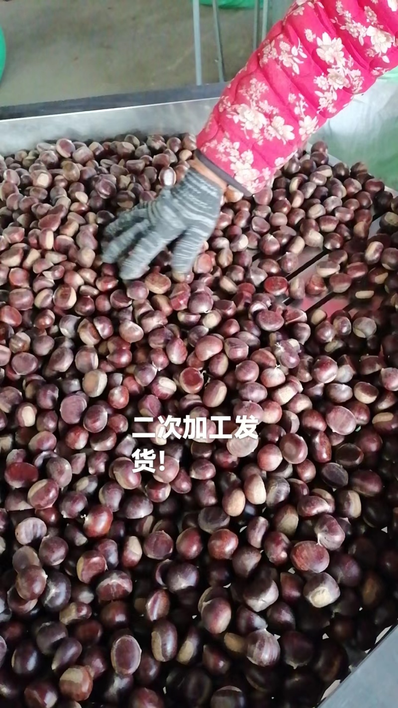山东精选板栗炒货店专用香甜软糯量大价优一手货源
