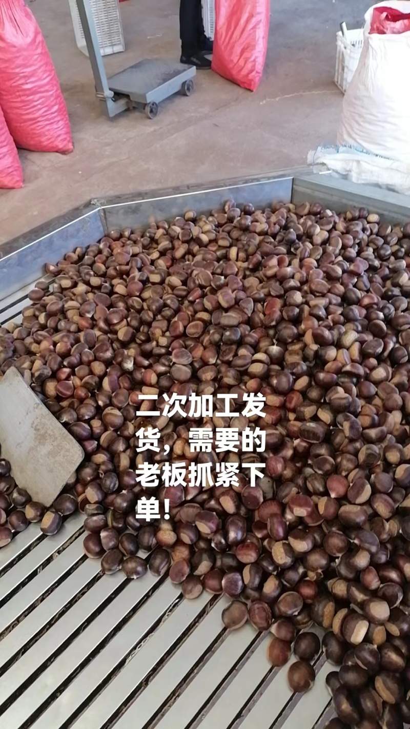 山东精选板栗炒货店专用香甜软糯量大价优一手货源
