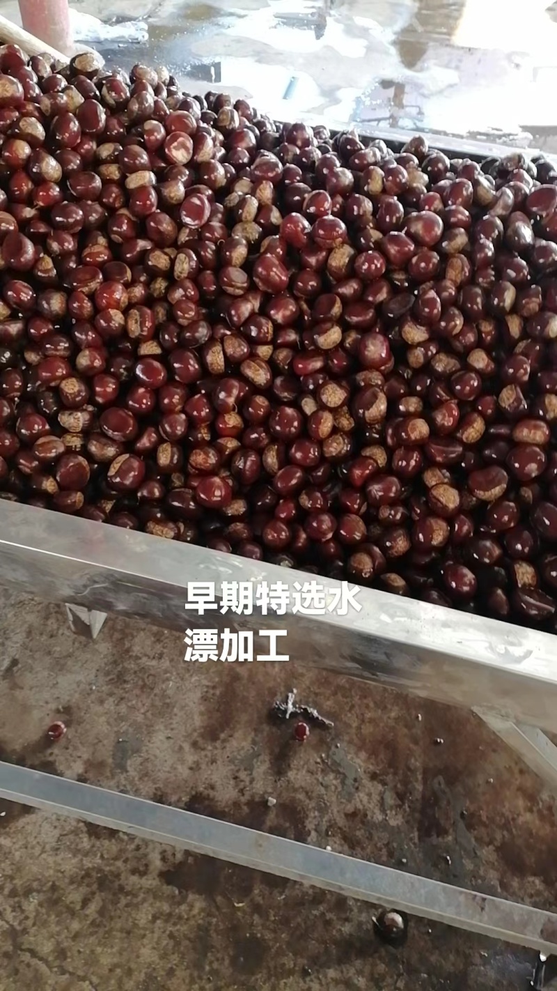 山东精选板栗炒货店专用香甜软糯量大价优一手货源