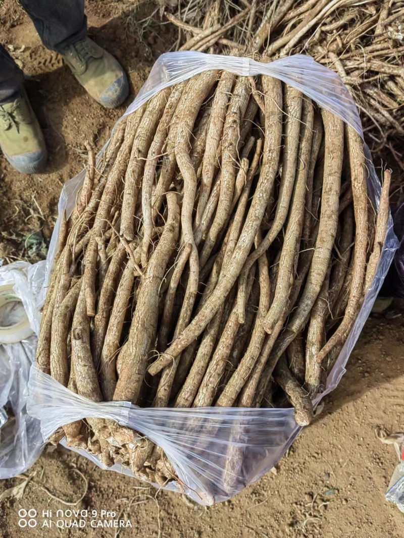 马刺根现挖现发种植基地量大从优品质保证欢迎现场参观