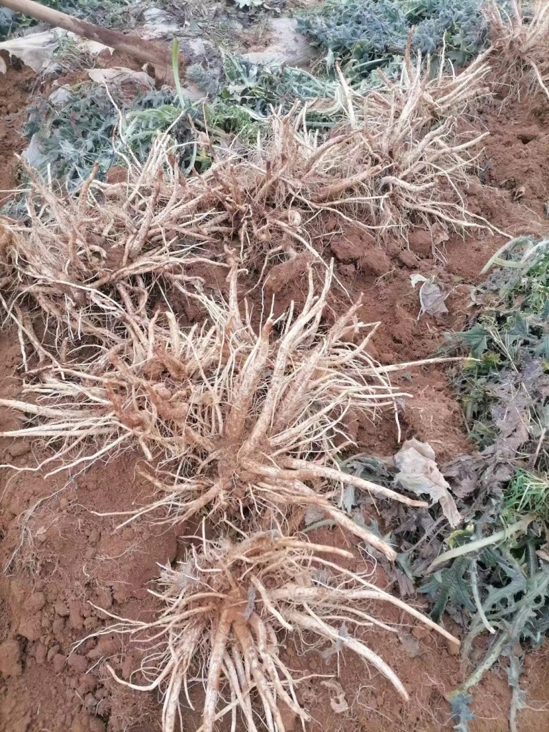马刺根现挖现发种植基地量大从优品质保证欢迎现场参观