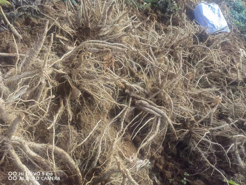 马刺根现挖现发种植基地量大从优品质保证欢迎现场参观