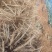 马刺根现挖现发种植基地量大从优品质保证欢迎现场参观