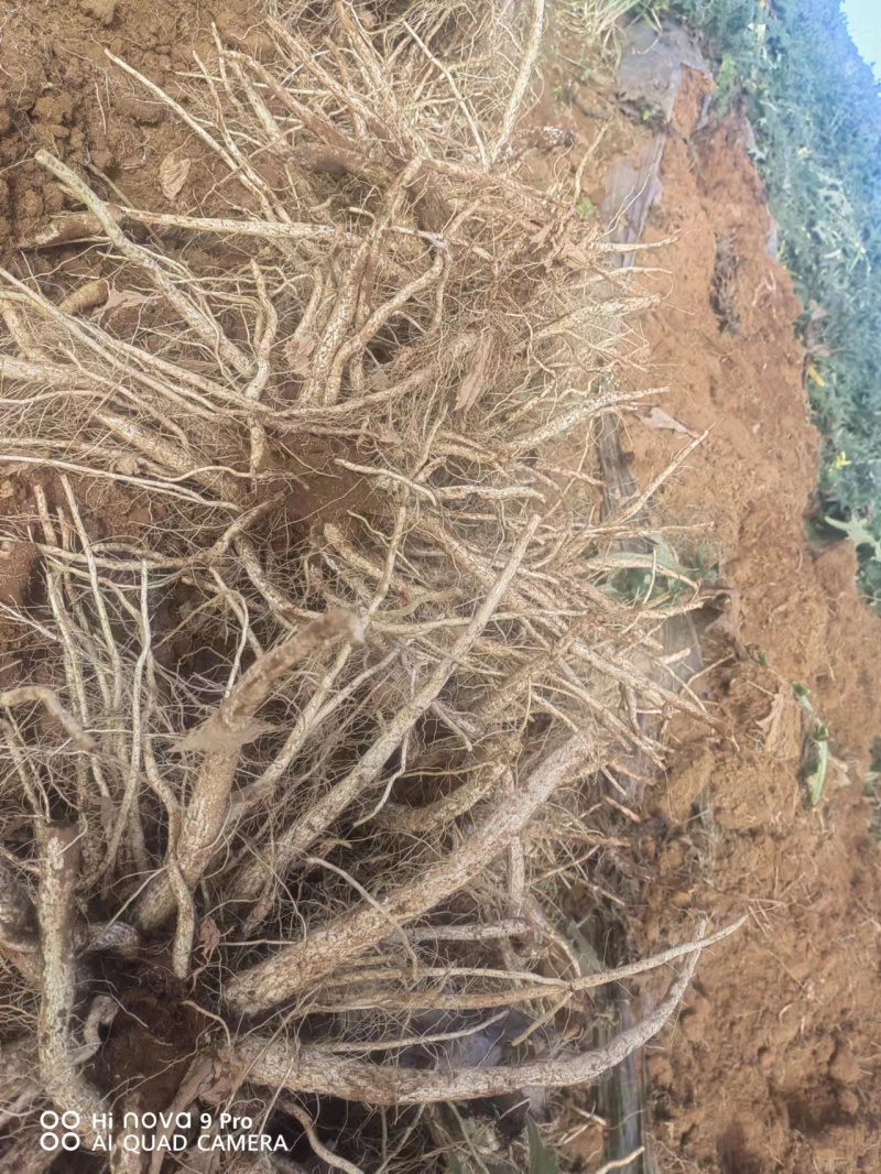 马刺根现挖现发种植基地量大从优品质保证欢迎现场参观