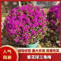 三角梅，紫花球，高水红，品种规格齐全，全国发货