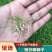 【草坪种子】狗牙根草坪种子孑耐寒耐践踏四季常青绿化用电联