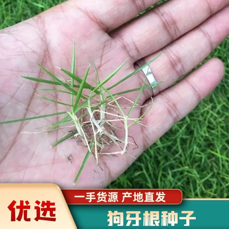 【草坪种子】狗牙根草坪种子孑耐寒耐践踏四季常青绿化用电联