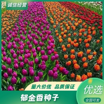 【热卖种子】郁金香种子进口球秋冬耐寒花卉盆栽四季土水培种子