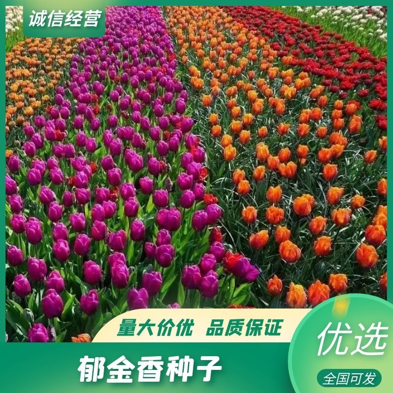 【热卖种子】郁金香种子进口球秋冬耐寒花卉盆栽四季土水培种子