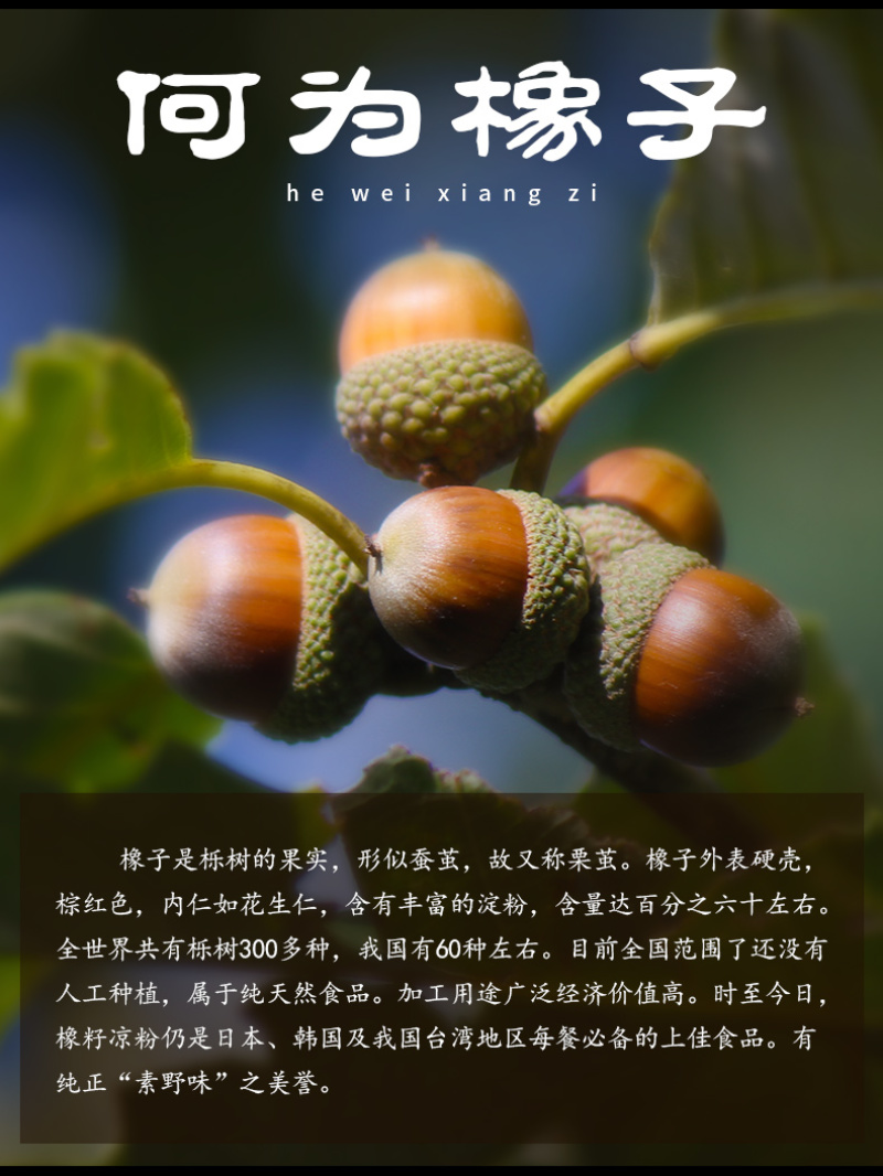 橡子凉粉橡子挠开袋即食卢氏特产择子豆腐凉皮正宗野生橡子食