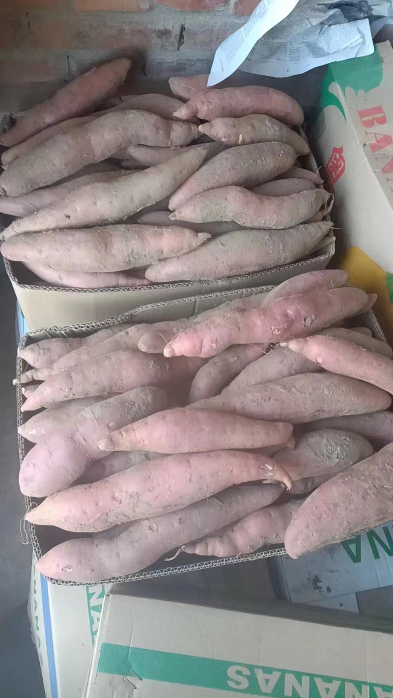天津红薯西瓜红红薯产地一手货源质量保证欢迎来电咨询