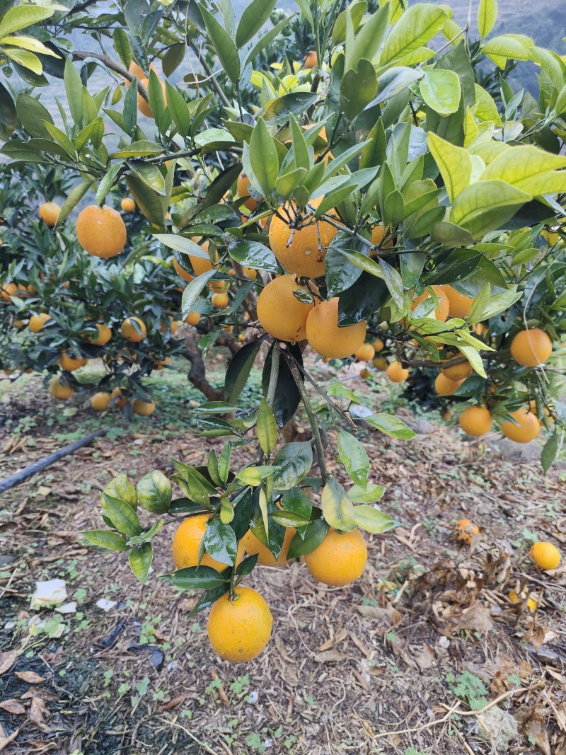 奉节脐橙皮薄多汁现摘现发产地供应品质保证量大优惠