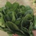 【河南】大叶菠菜电商直供品质保证对接全国欢迎联系