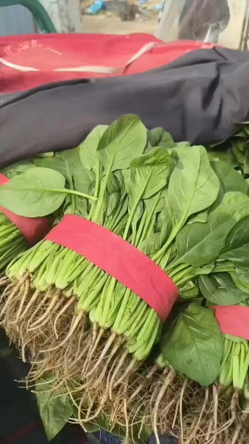 【河南】大叶菠菜电商直供品质保证对接全国欢迎联系