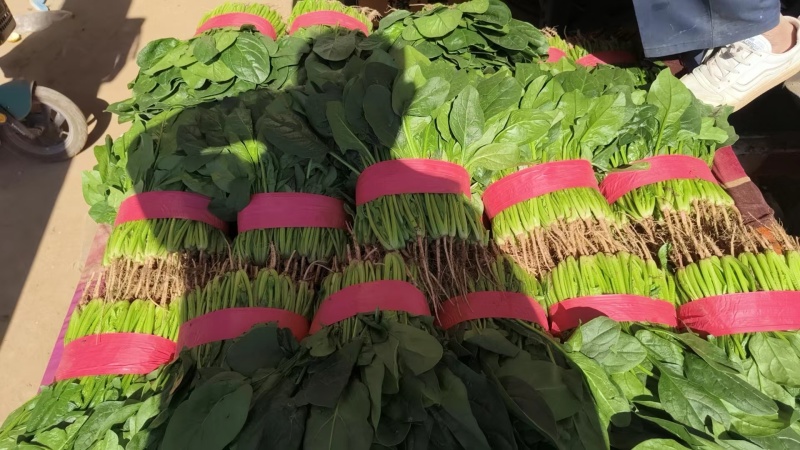 【河南】大叶菠菜电商直供品质保证对接全国欢迎联系