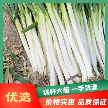 自家一手货源价格低千亩面积全国能发无病害无黑点装货快运输