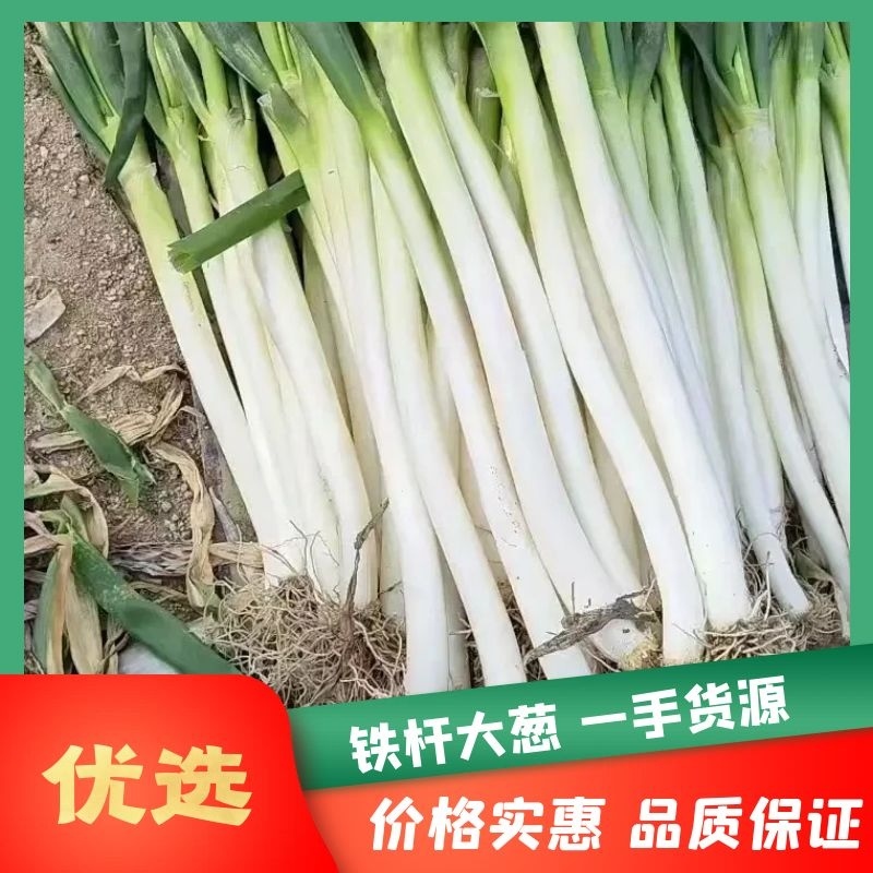 自家一手货源价格低千亩面积全国能发无病害无黑点装货快运输