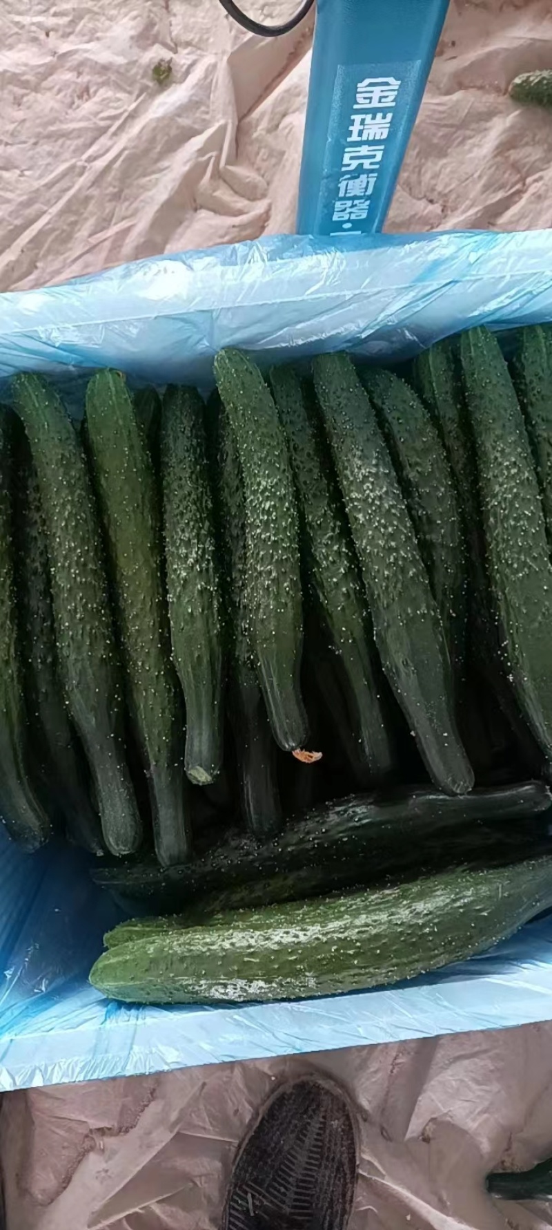 云南精品密刺黄瓜，产地直发，保质保量，欢迎选购