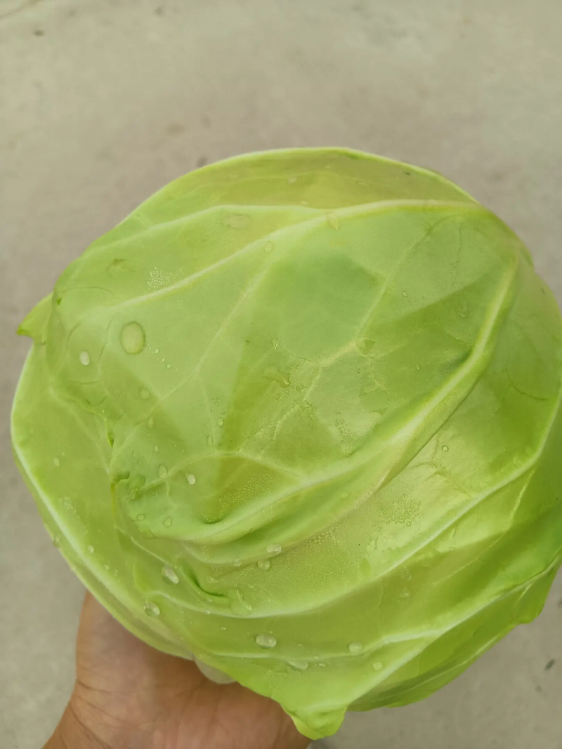 湖北宜昌精品圆包菜青甘蓝脆爽可口价格美丽产地直采来电