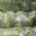 湖北宜昌精品圆包菜青甘蓝脆爽可口价格美丽产地直采来电