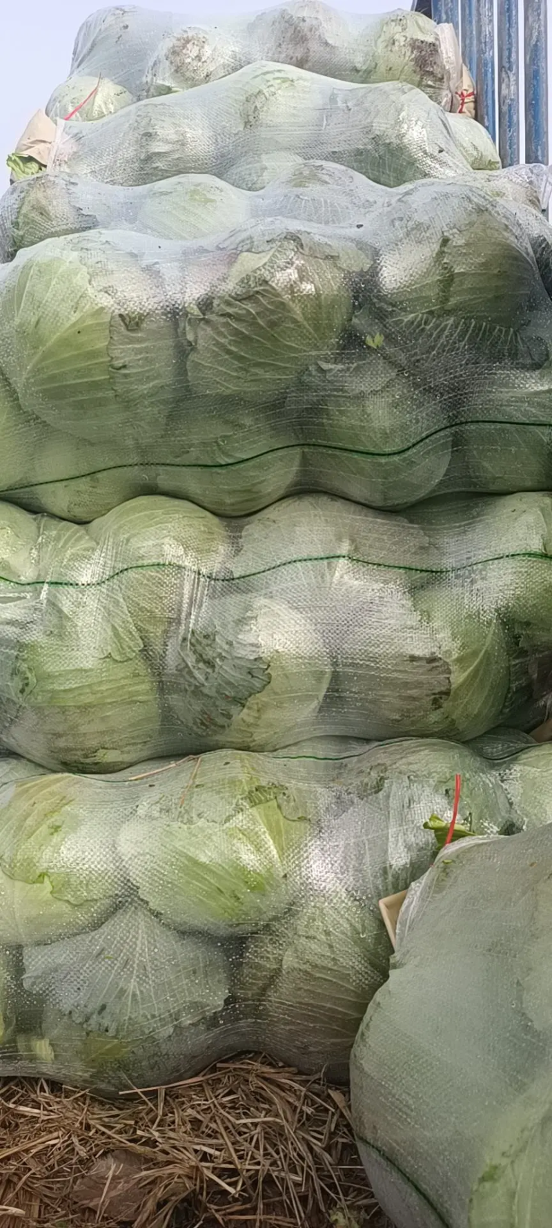 湖北宜昌精品圆包菜青甘蓝脆爽可口价格美丽产地直采来电